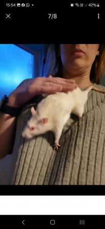 Image 1 of 4m old male rats with cage and accessories