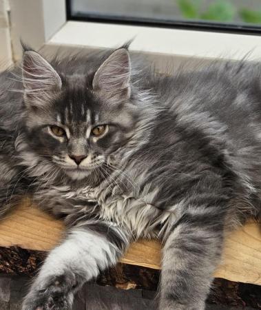 Image 7 of MAINE COON TICA REGISTERED KITTENS FOR SALE