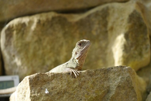 Image 6 of Baby Male Australian Water Dragons (CB Aug 23)