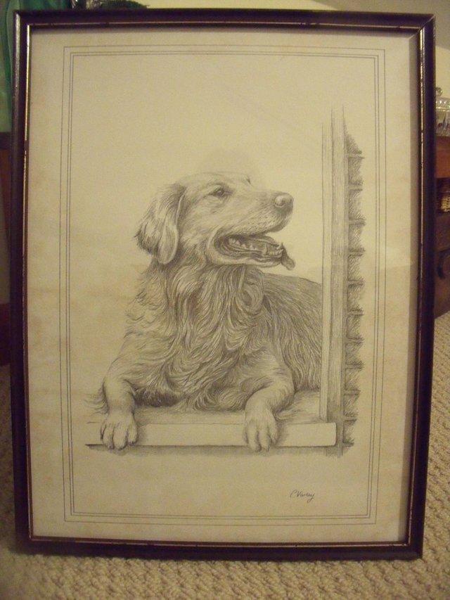 Preview of the first image of Framed signed C Varley pencil sketch of golden retriever..