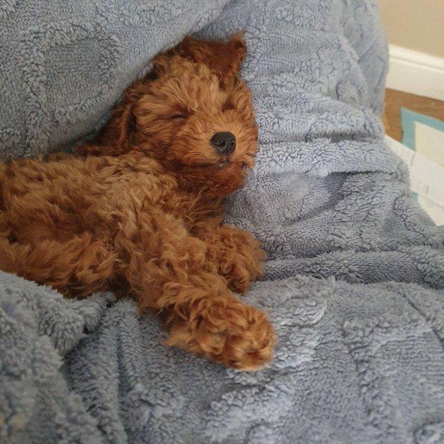 toy poodle Dogs Puppies For Sale in Bedfordshire Preloved