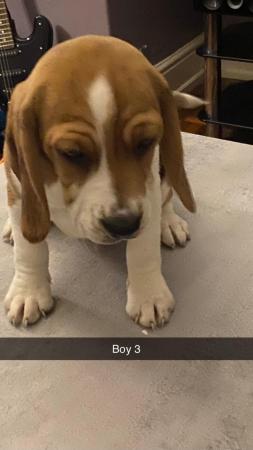 Image 5 of 3 pedigree beagle puppies for sale