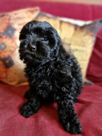 Image 21 of Adorable F1b multicolour cavapoo pups. health tested parents