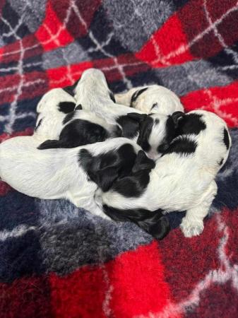 Image 9 of BLUE ROAN PURE SHOW COCKER SPANIEL PUPPIES DNA TESTED