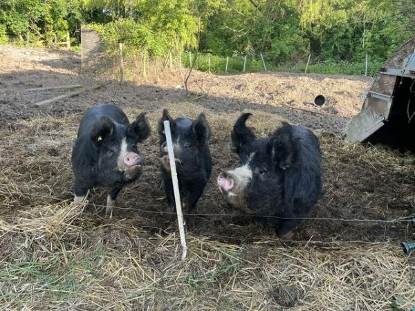 Image 2 of Berkshire breeding trio,  2 sows and 1 boar