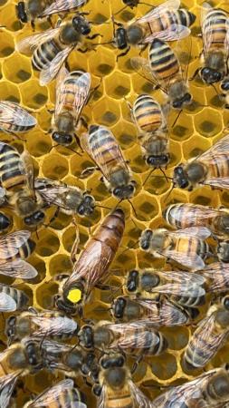 Image 9 of Mated Queen Bee 2024 for sale