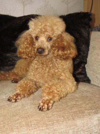 Image 48 of RED KC REG TOY POODLE FOR STUD ONLY! HEALTH TESTED