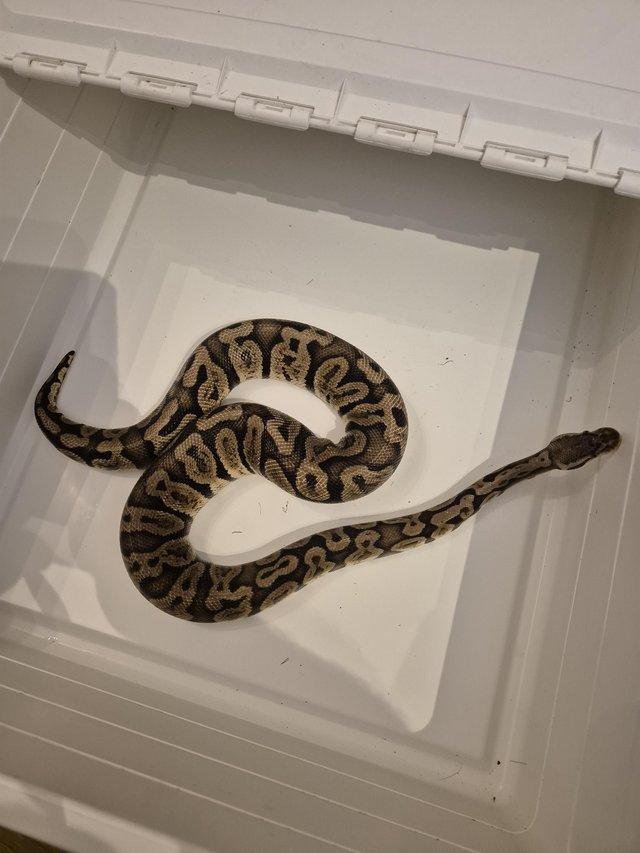 Preview of the first image of Royal python pastel ghi.