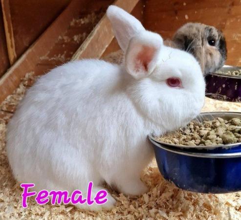 Image 3 of 1 Albino Lion-Lop Bunny For Sale