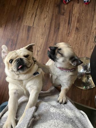 Image 10 of 3 year old female & 2 year old male pugs for sale