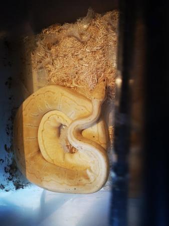 Image 3 of Royal pythonbanana pinstripe