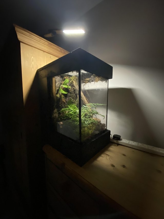 Preview of the first image of vivarium with 3 mourning geckos.