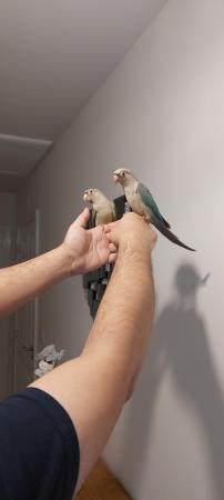 Image 12 of Handreared Tamed lovely Conures