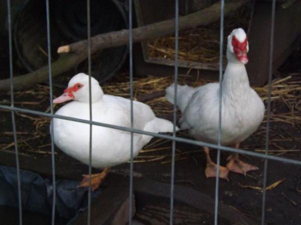 Image 2 of For sale Adult Muscovy Ducks.