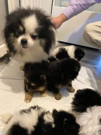 Image 3 of Pomeranian puppies 1 boy available black and tan