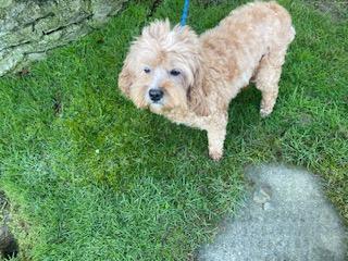 Image 1 of BELLA - ADULT CAVAPOO GIRL LOOKING FOR HER RETIREMENT HOME