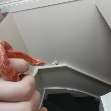 Image 5 of 11 months old corn snake for sale