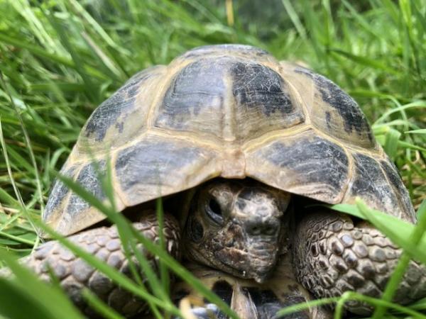 Image 3 of Horsefield tortoise 6 year old male for sale