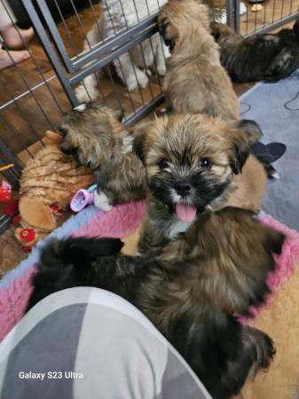 Image 18 of Lhasa apso puppies for sale
