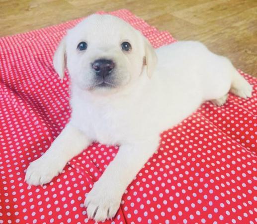 Image 4 of Labrador Puppies, KC Registered, Helsby , Cheshire