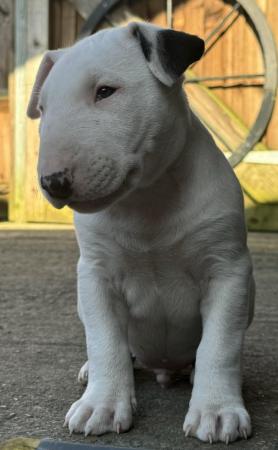Image 13 of 1 Male, 2 Female KC Registered Bull Terrier Puppies