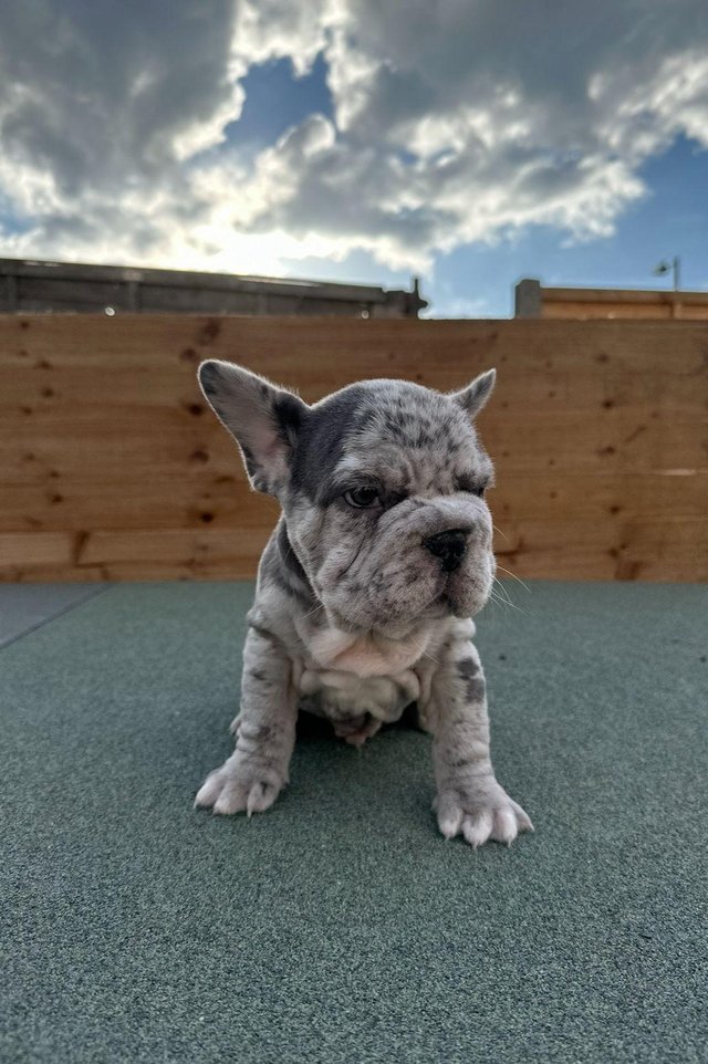 Preview of the first image of 12 week old big rope French bulldog.