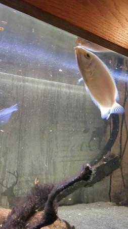 Image 4 of Large kissing gourami tropical fish