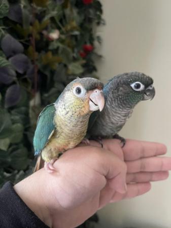 Image 5 of Super Cuddly Tame Baby Conures Ready Now!!