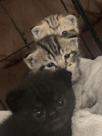Image 6 of 11 week old black kittens. MUST take both.