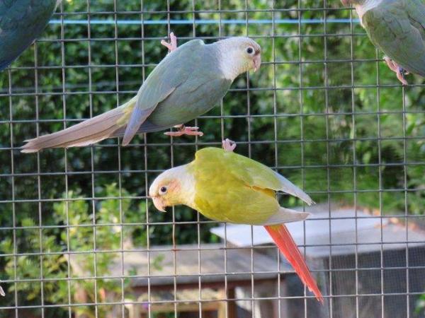 Image 3 of Mutation Greencheek Conures for sale.