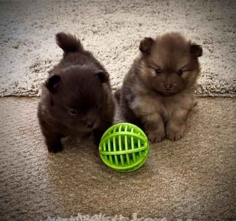 Image 5 of Chocolate & sable Pomeranian puppies