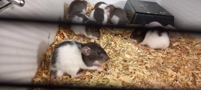 Image 2 of Gorgeous baby dumbo rats