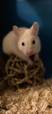 Image 4 of Gorgeous male hamster with cage