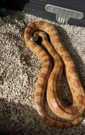 Image 1 of 8 year old male corn snake