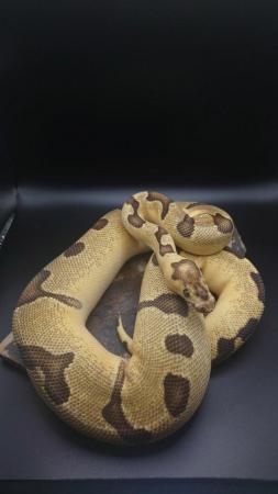 Image 3 of CB22 Ball pythons male and female