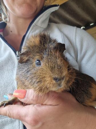 Image 3 of 2 bonded Male Guinea Pigs available
