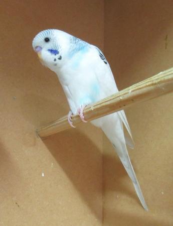 Image 4 of Young Budgies Ready To Go To New Homes