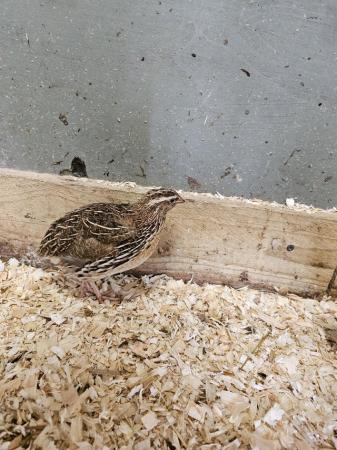 Image 3 of 10 week old quail, all males