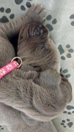 Image 2 of Solid Blue KC Registered Great Dane Puppies