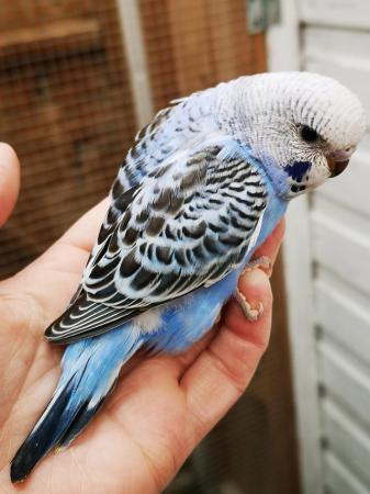 Image 10 of Baby hand tamed budgies for sale