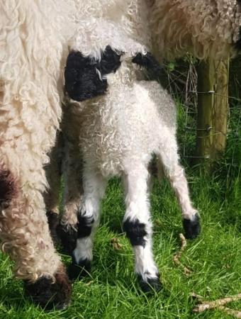 Image 1 of Valis Blacknose Sheep for sale
