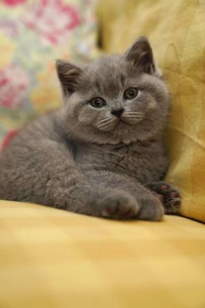 Image 5 of British Short hair kittens