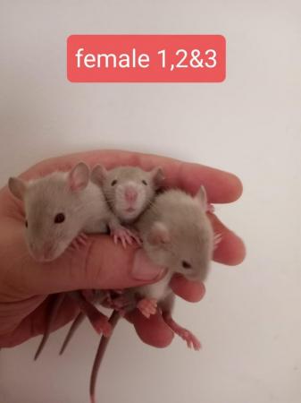 Image 2 of Gorgeous Baby Rats£15 each or £2 for £25