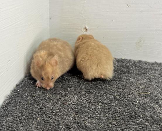 Image 5 of Syrian hamsters - short and long haired