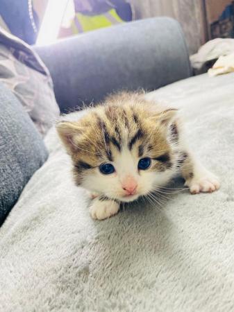 Image 1 of Beautiful Turkish Angora Kittens for sale Birmingham
