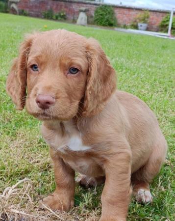 Image 1 of KC registered Working Cocker Spaniel Puppies