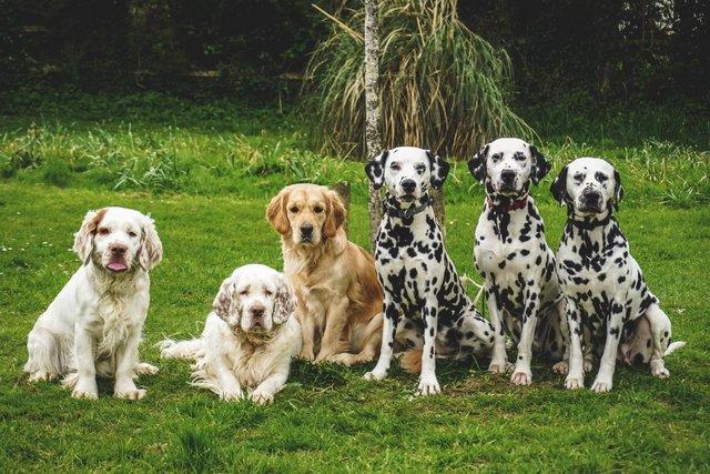 Image 16 of Golden Clumber Puppies - Waiting List Open