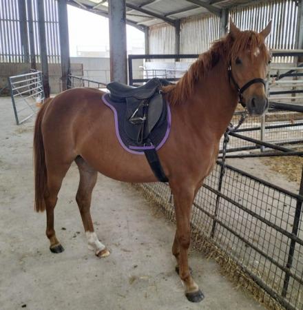 Image 2 of Lovely quality 12.2hh chestnut 5yr old mae
