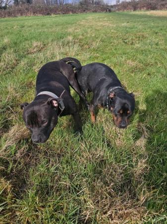 Image 8 of Staffordshire bull terrier puppies 5 girls 2 boys