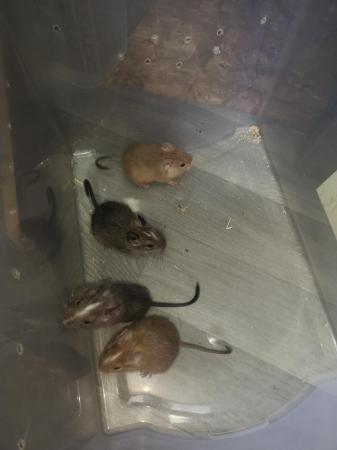Image 4 of Degu babies ready for new homes